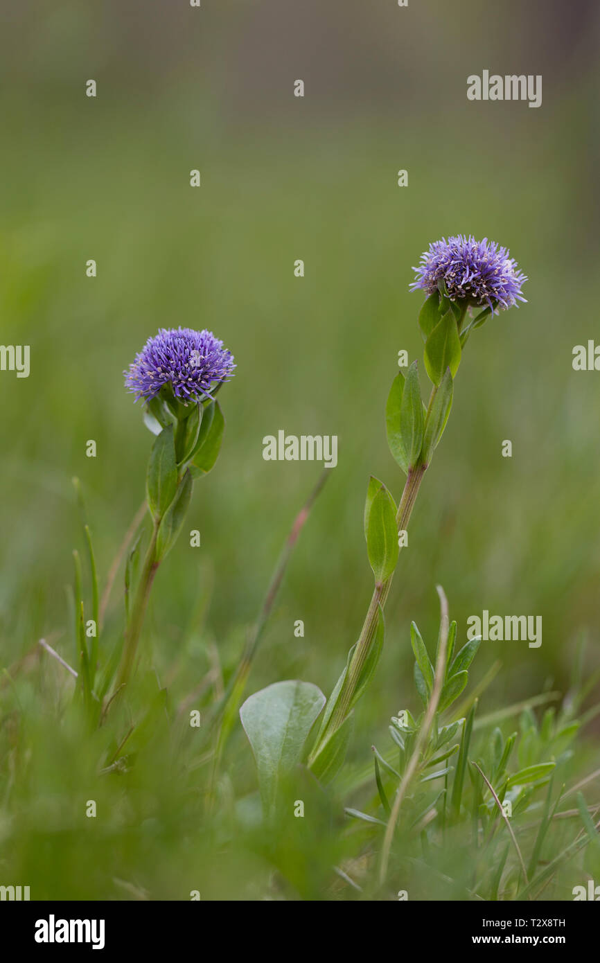 Echte Kugelblume, Globularia bisnagarica, common ball flower Stock Photo