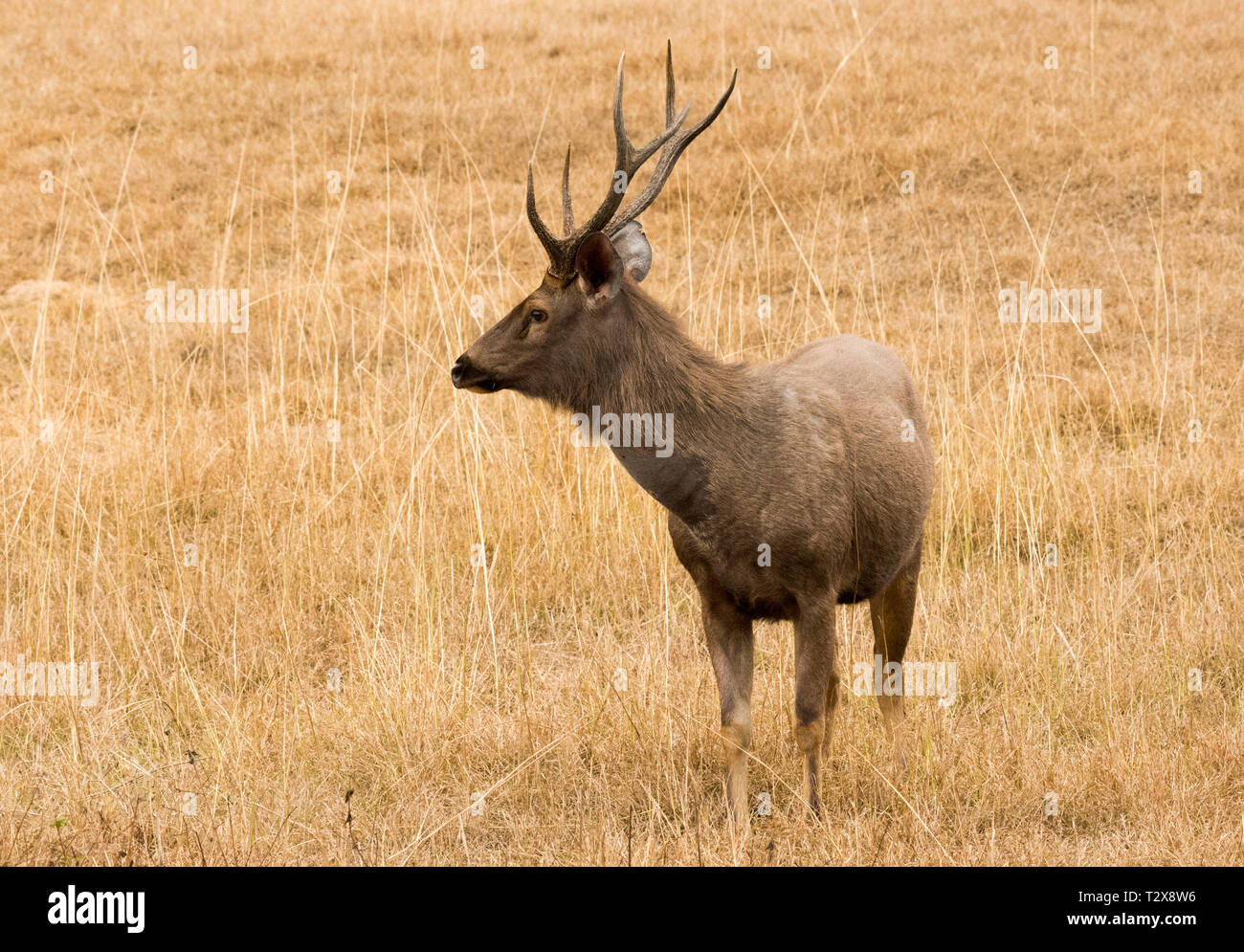 Standing view of sambar deer Stock Photo - Alamy