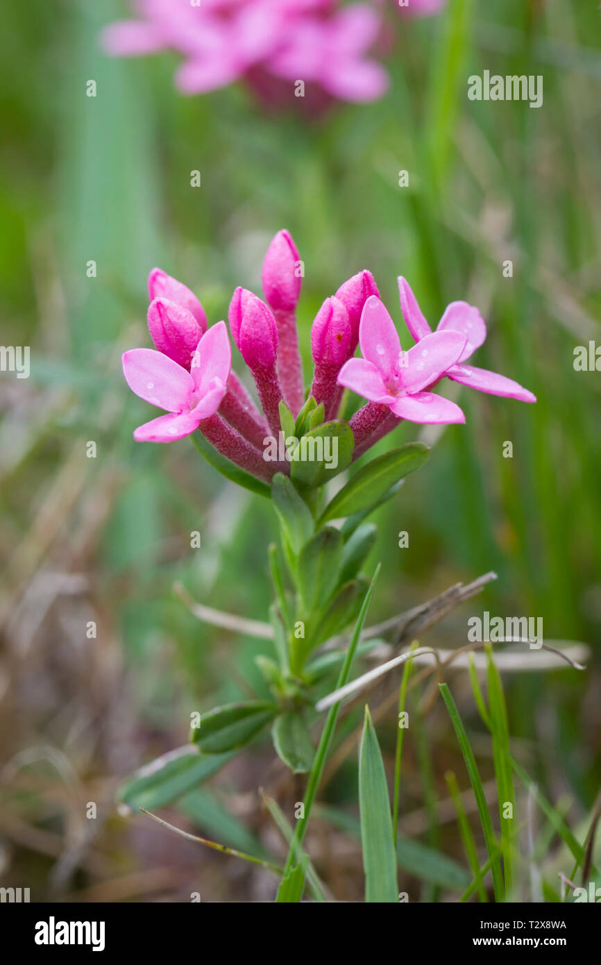 Echtes Tausendgüldenkraut, Centaurium erythraea, common centaury Stock Photo