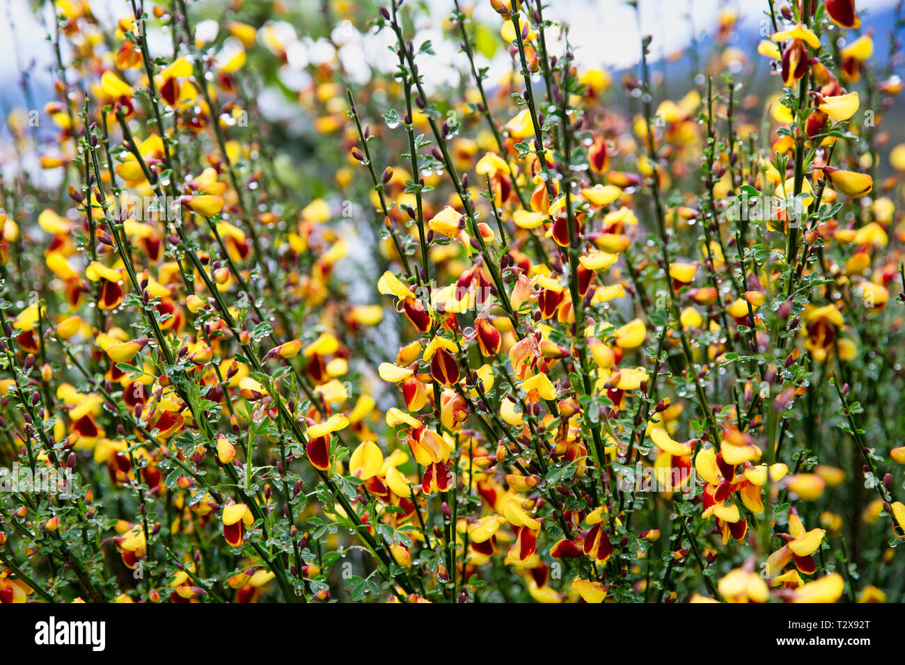 Broom Plant Chile Stock Photo Alamy