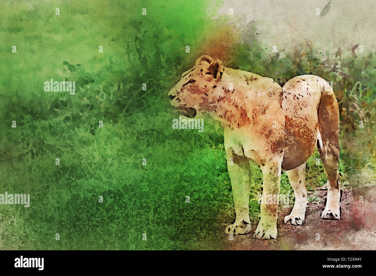 Lioness or Panthera leo hunting in national park Ngorongoro, Tanzania Stock Photo