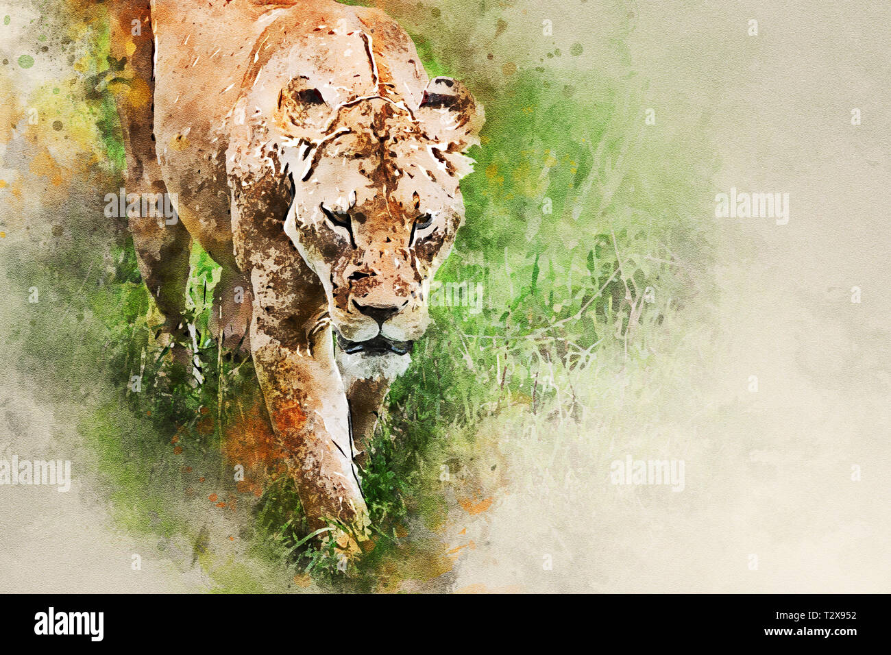 Lioness or Panthera leo hunting in national park Ngorongoro, Tanzania Stock Photo