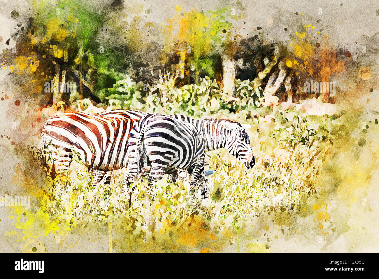 Pack of zebras grazing in savanna with green grass background Stock