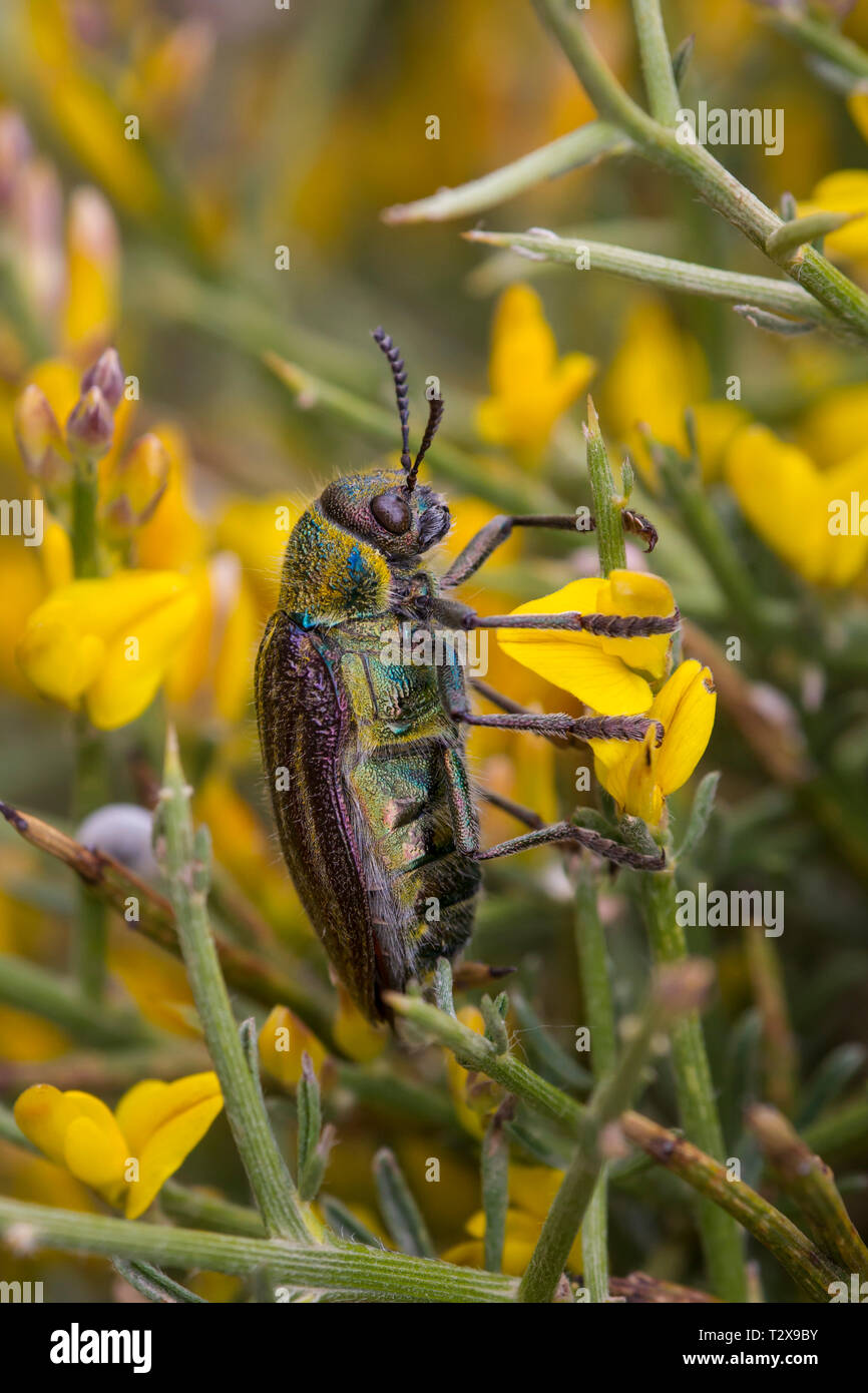 Kaefer, Coleoptera, beetle Stock Photo