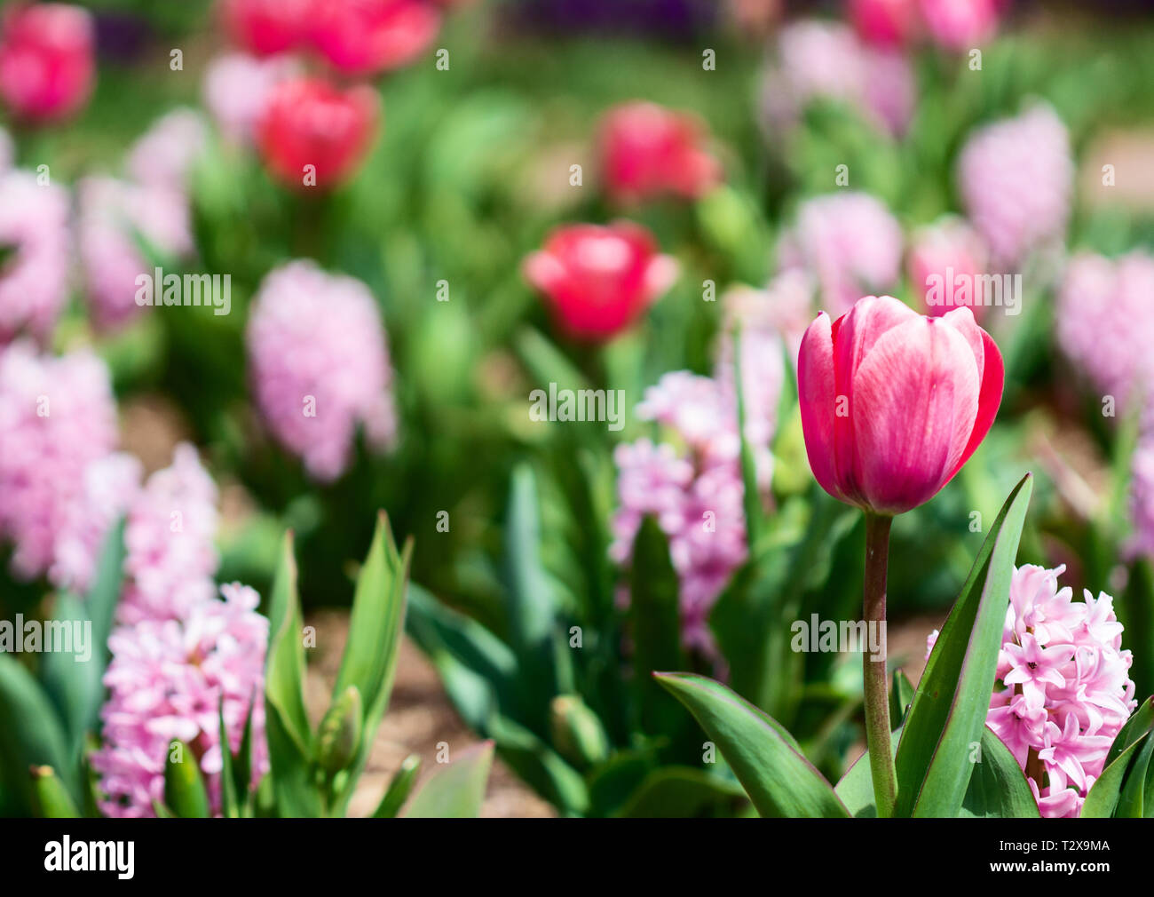 A tulip (Tulipa) stands out in the crowd, in a bed of blooms at the Biltmore Estate in Asheville, NC, USA Stock Photo