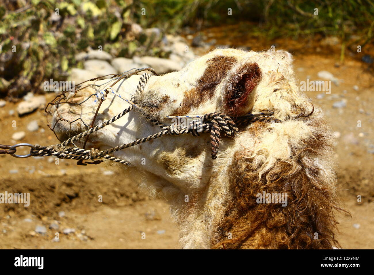 Kamel High Resolution Stock Photography And Images Alamy