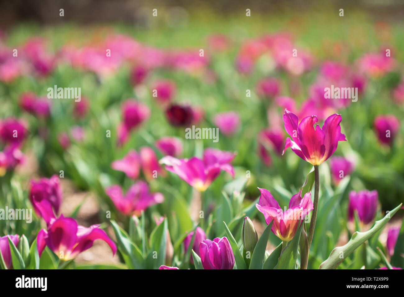 A tulip stands out in the crowd, in a bed of blooms at the Biltmore Estate in Asheville, NC, USA Stock Photo