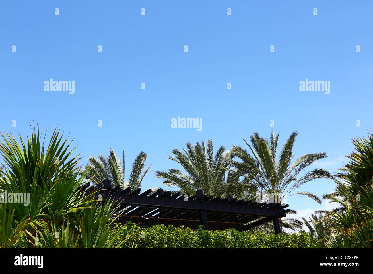 Palmen an der Strandpromenade von Maspalomas auf Gran Canaria Stock Photo