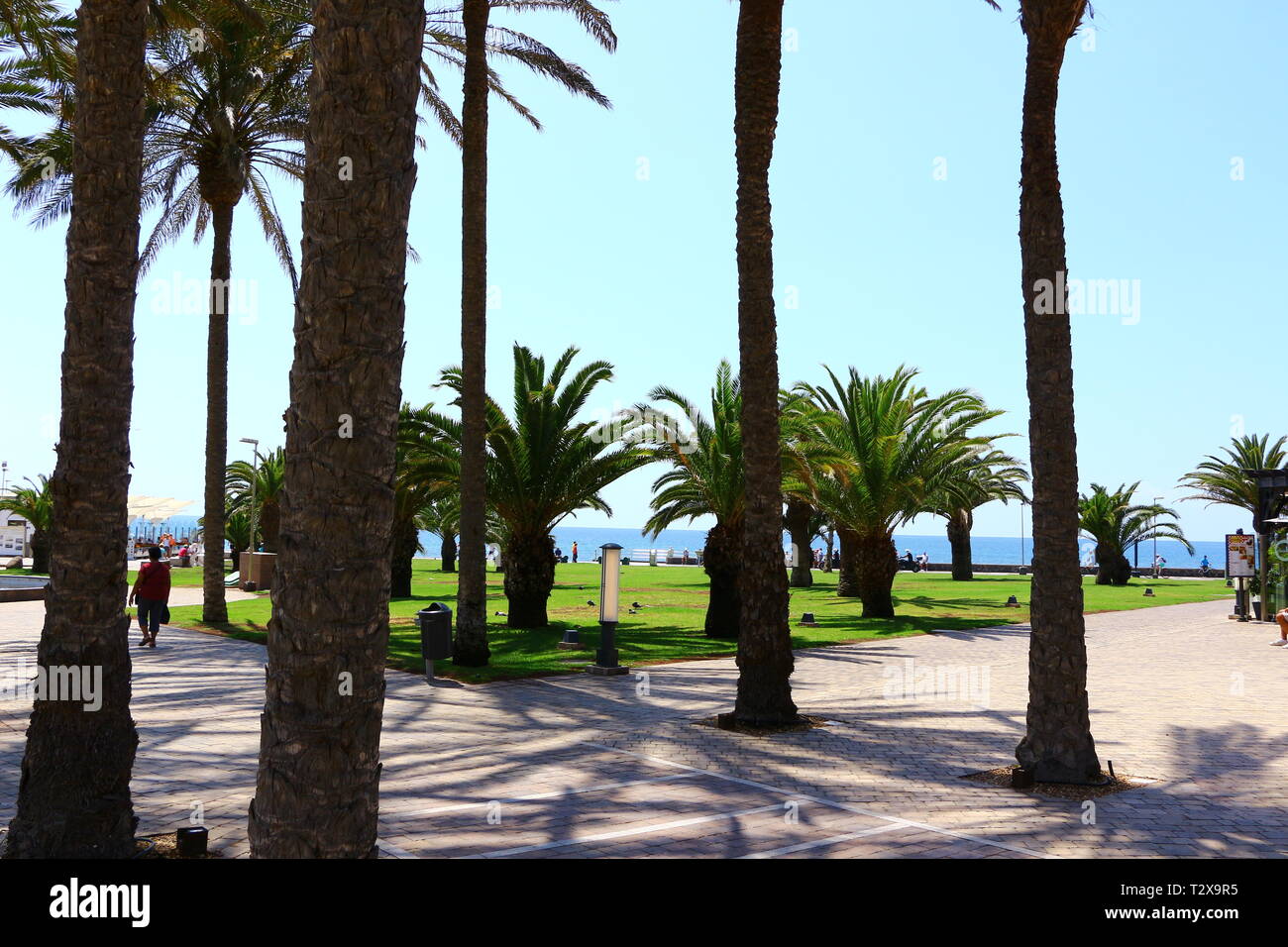 Palmen an der Strandpromenade von Maspalomas auf Gran Canaria Stock Photo