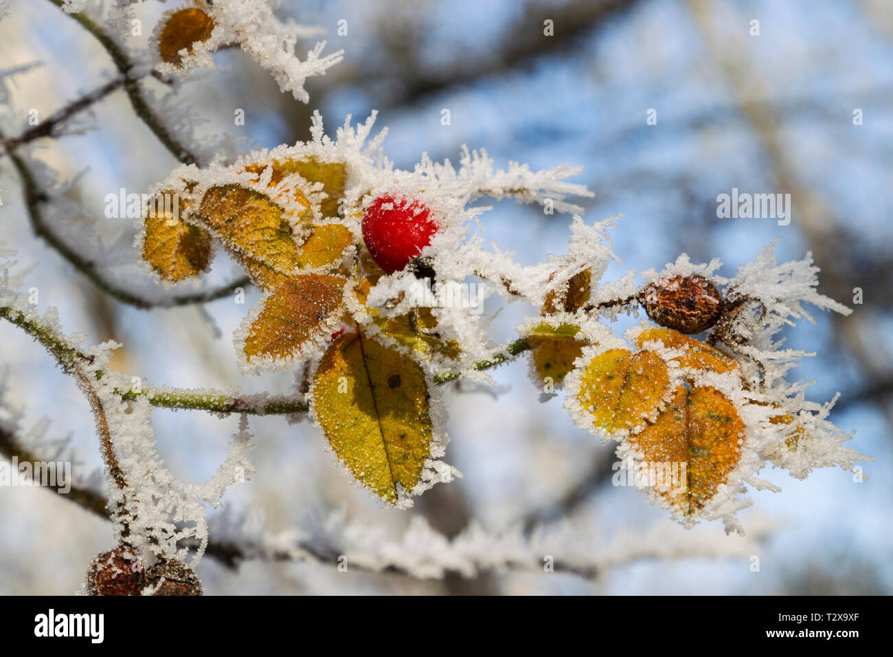 Raureif Stock Photo