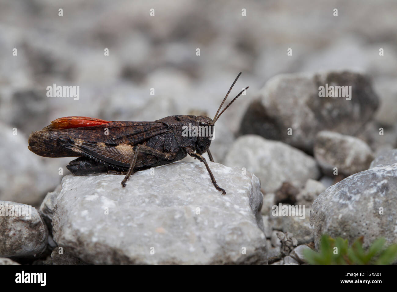 Rotfluegelige Schnarrschrecke, Psophus stridulus, rattle grasshopper Stock Photo