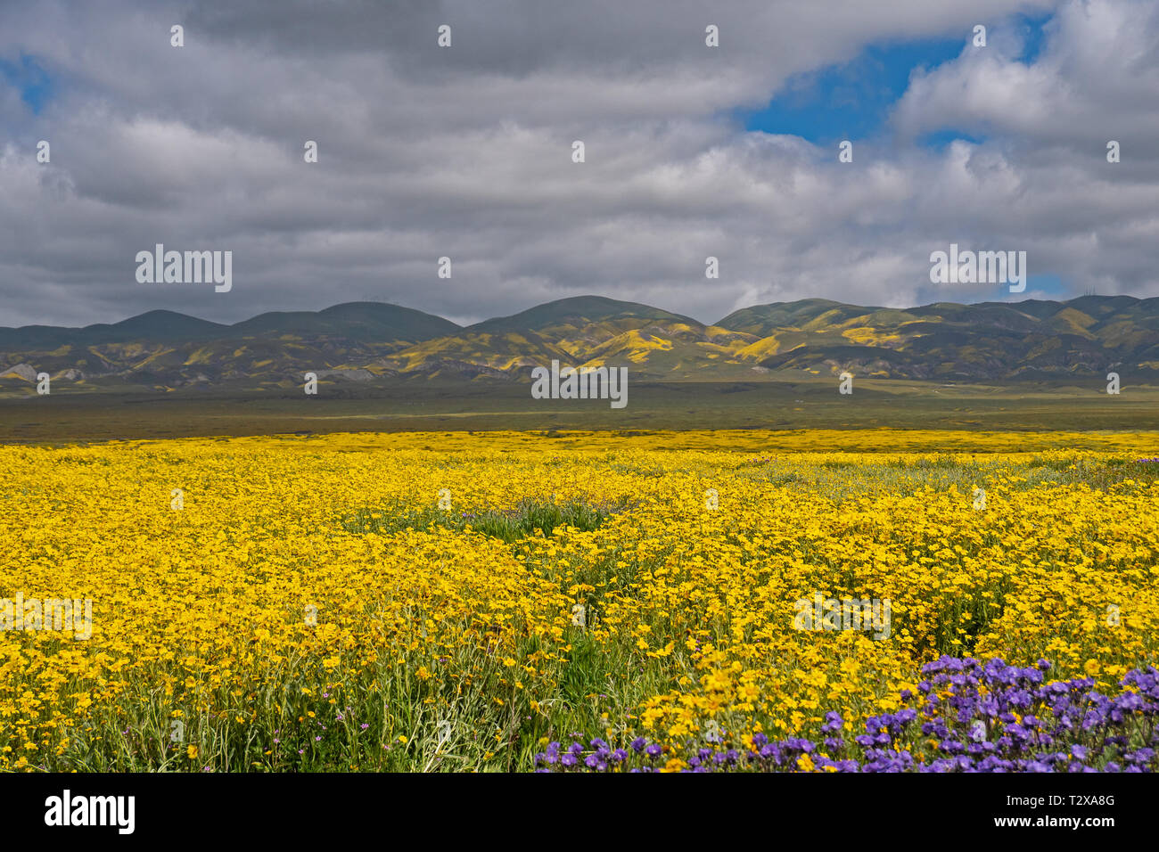 Super Bloom at Carrizo Plain National Monument, California Stock Photo