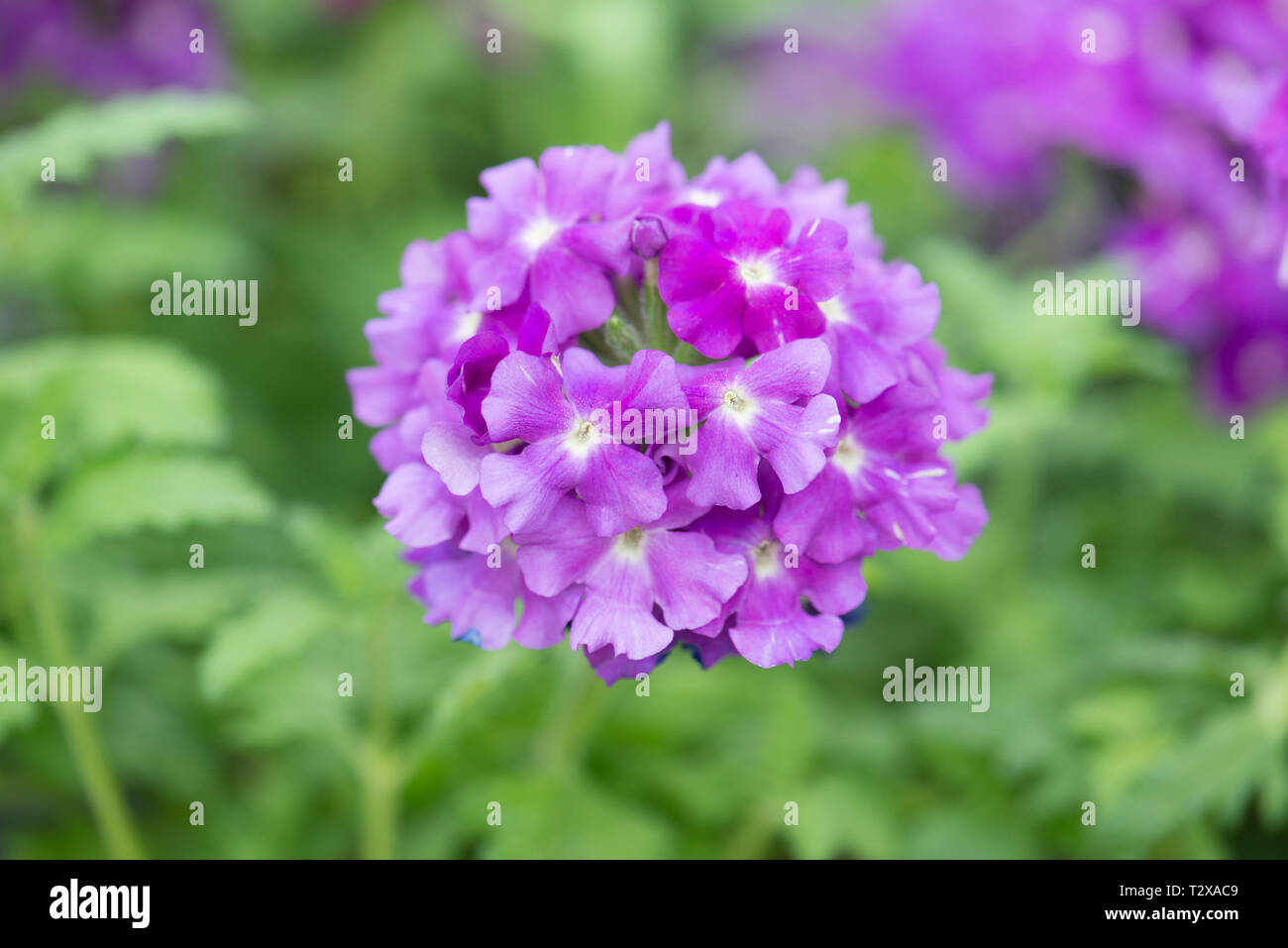 Verbena empress flair purple Stock Photo Alamy
