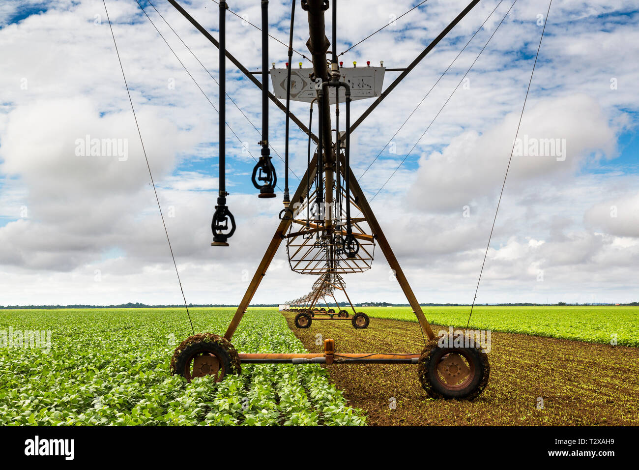 Soy brazil mato grosso hi-res stock photography and images - Alamy