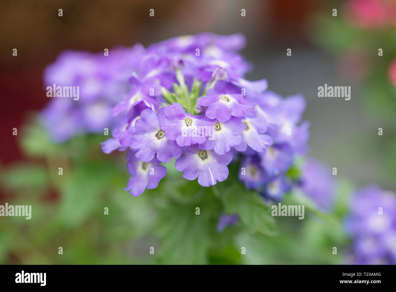verbena empress flair denim Stock Photo Alamy