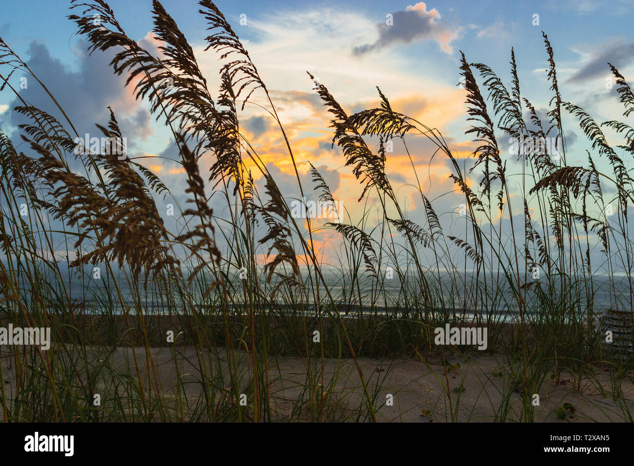 Amelia Island Beach Dunes Stock Photo