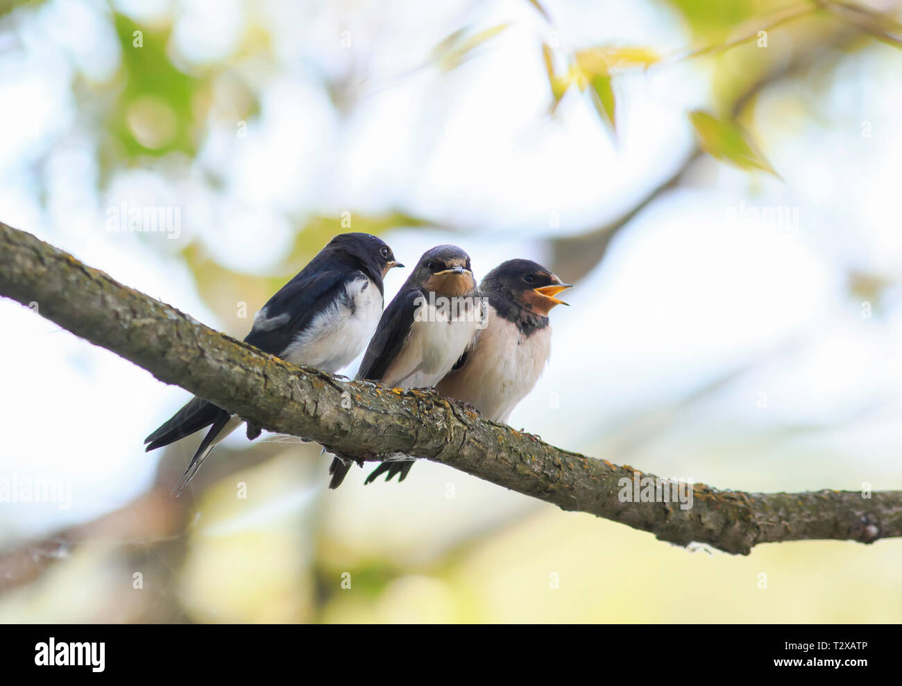 Three Little Plump Funny Chicks Barn Swallows Sitting Together On A Branch Waiting For The Parents Of The Birds Stock Photo Alamy