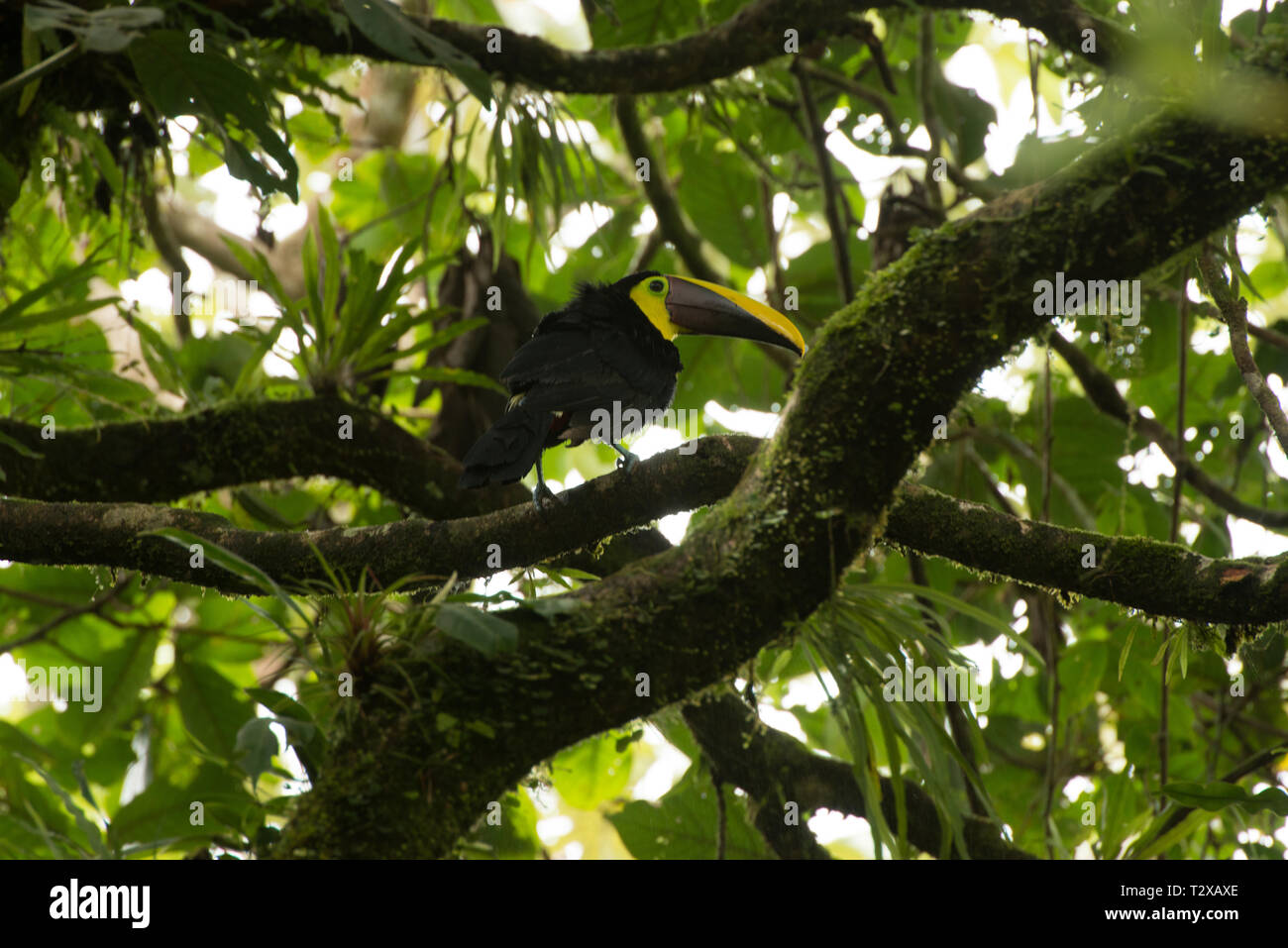 The rainforest of Costa Rica Stock Photo