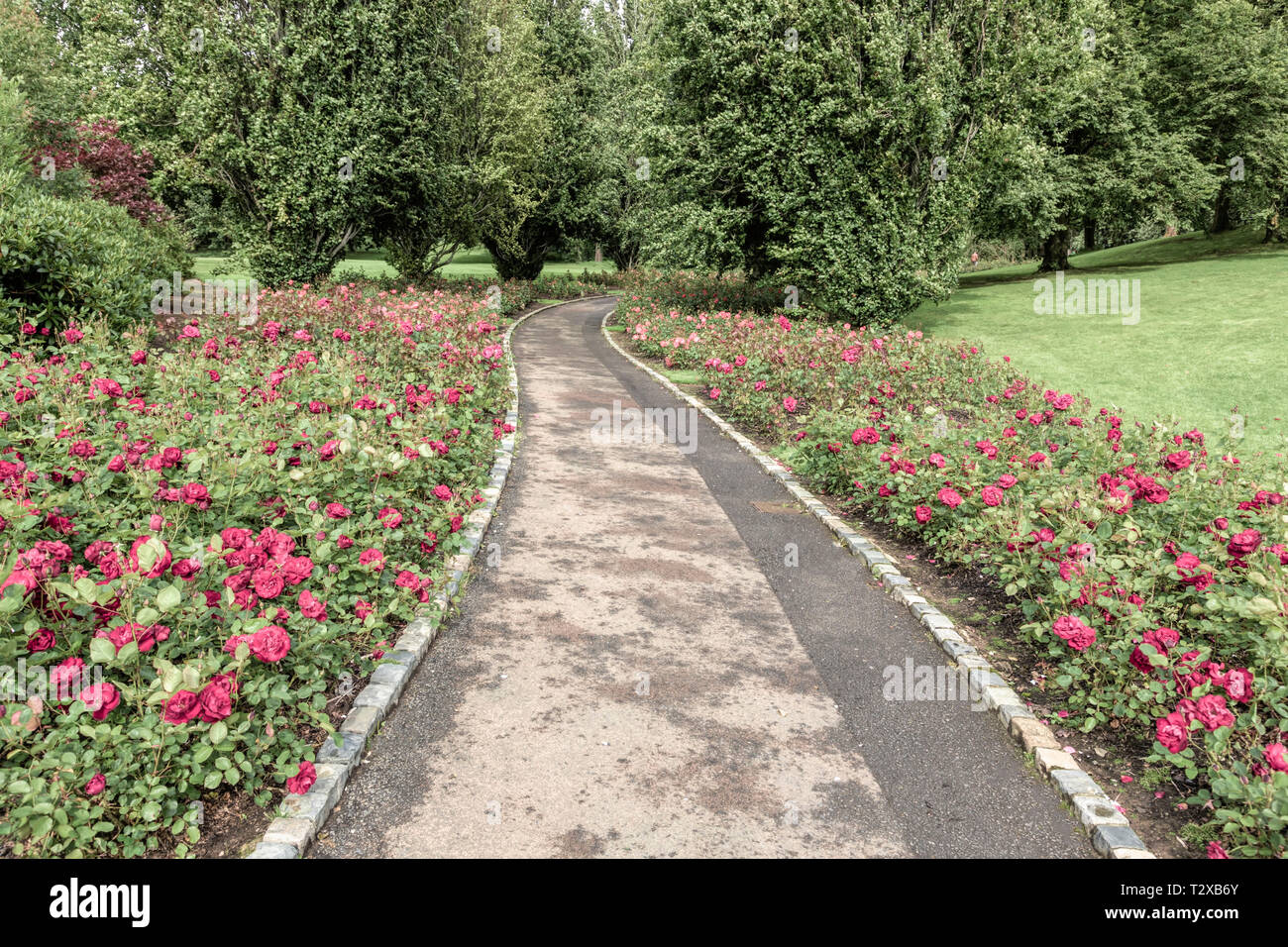 A view of the Lord and Lady Dixon park in Belfast. This park hosts the annual rose week festival every July Stock Photo