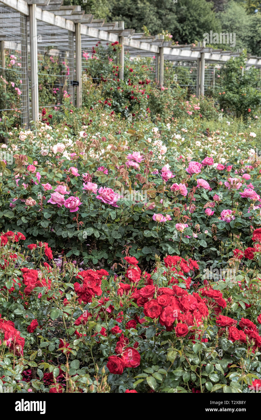 A view of the Lord and Lady Dixon park in Belfast. This park hosts the annual rose week festival every July Stock Photo