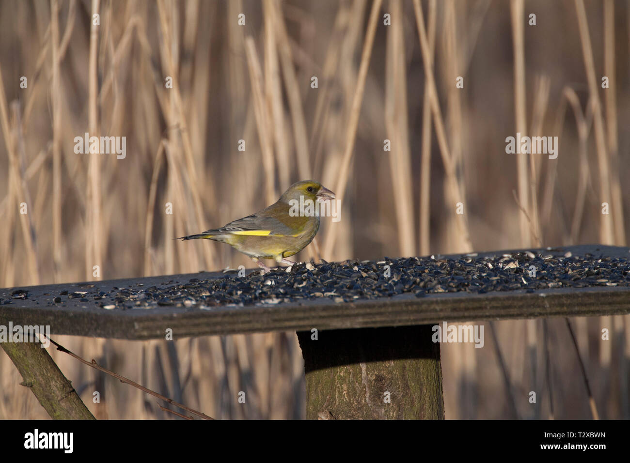Greenfinch, Carduelis chloris, single adult male feeding on bird table.  Taken January. Rainham Marshes, Essex, UK. Stock Photo
