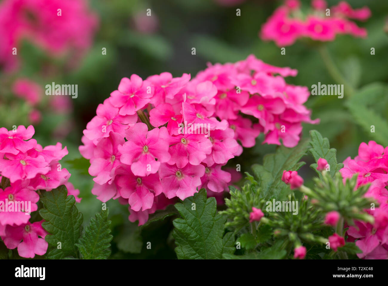 verbena empress flair salmon pink Stock Photo Alamy