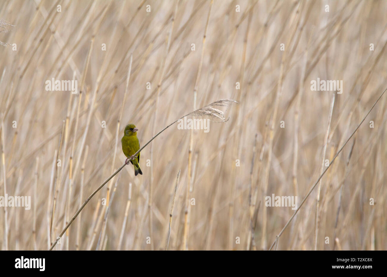 Greenfinch, Carduelis chloris, single adult male perched in reed bed.  Taken June. Pennington, Hampshire, UK. Stock Photo