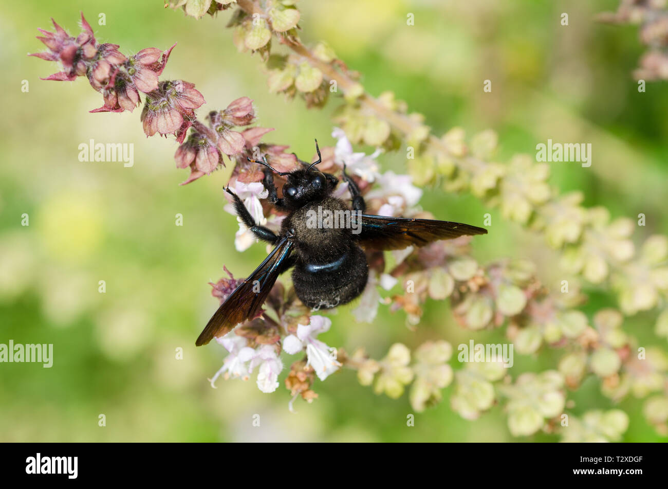 Violet carpenter bee (Xylocopa violacea) Stock Photo