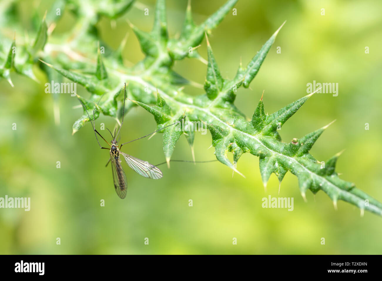 Spotted crane fly (Nephrotoma appendiculata) Stock Photo