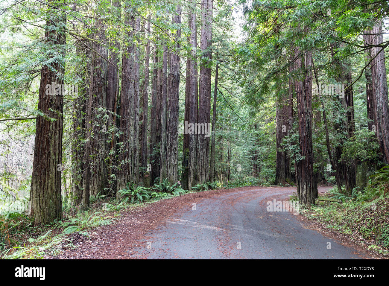 Gualala Ca Forest