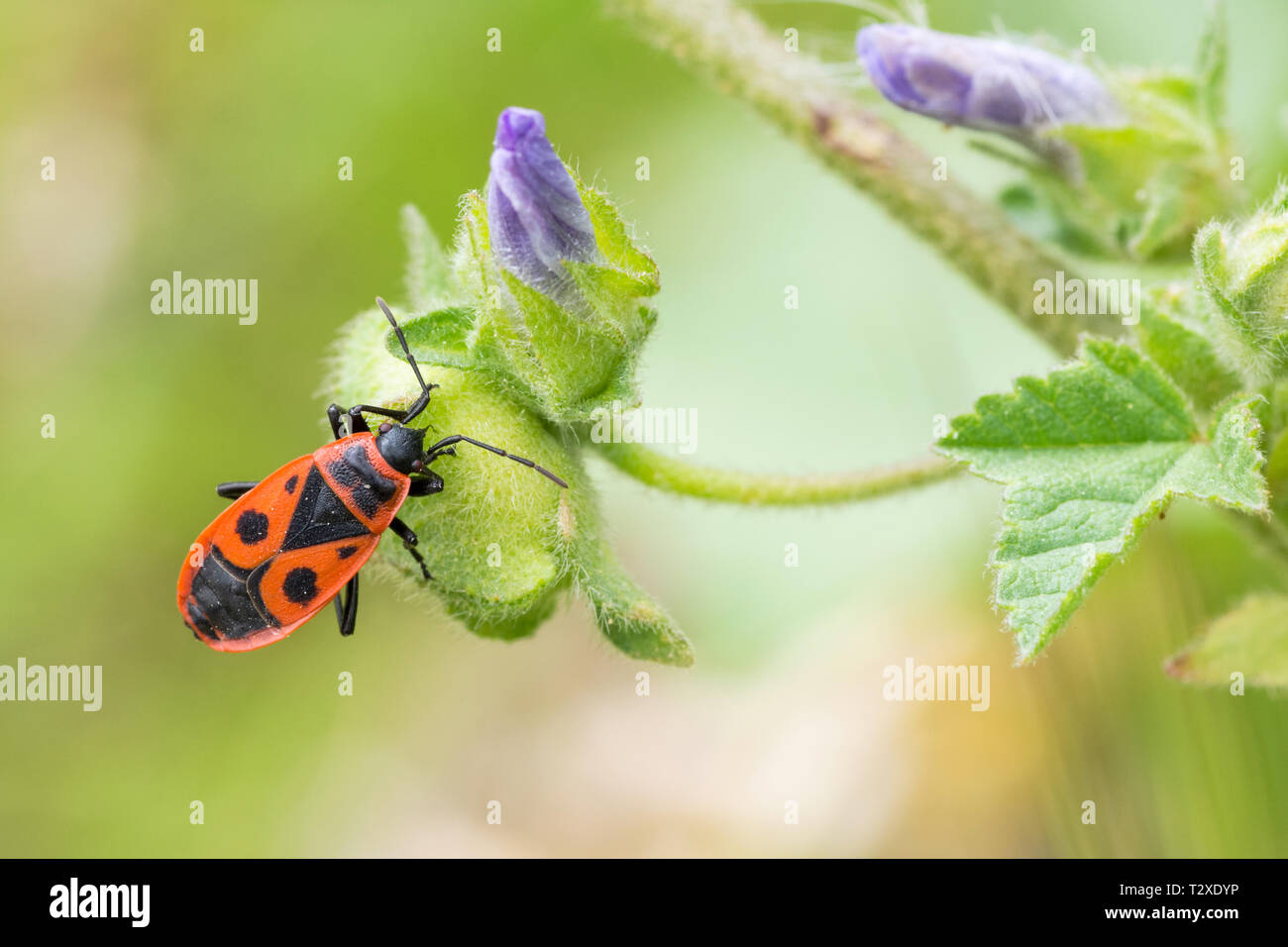 Firebug (Pyrrhocoris apterus) on wildflower Stock Photo
