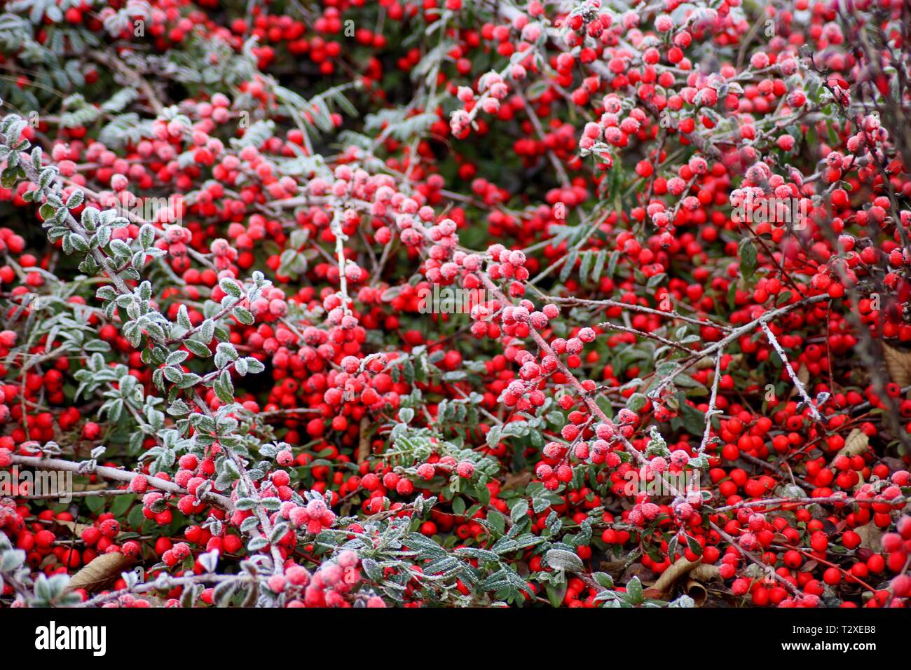 cotoneaster in winter Stock Photo