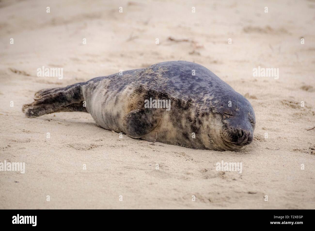 baby seal on the beach Stock Photo Alamy
