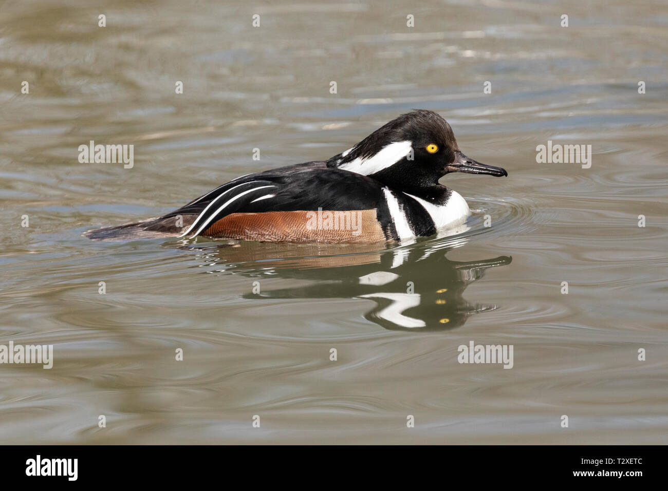 Male Hooded merganser (Lophodytes cucullatus) swimming in a lake Stock ...