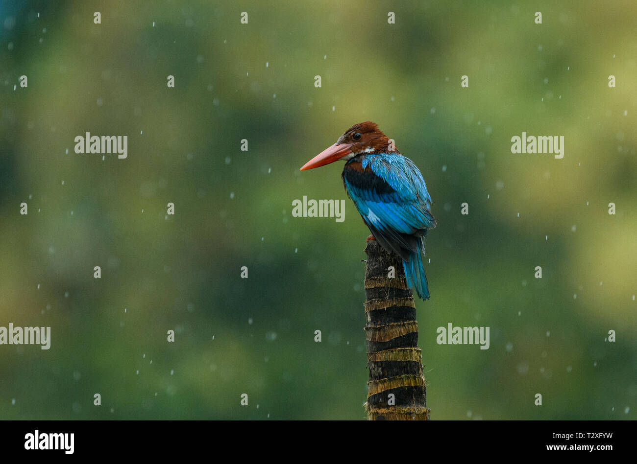 Kingfisher perching on branch Stock Photo