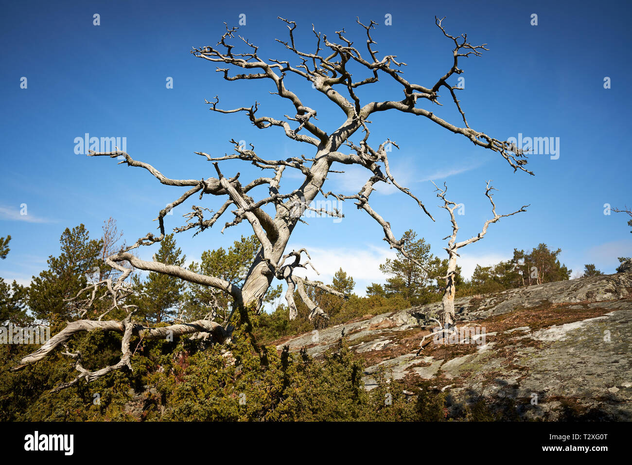 Old dead wood in the finnish archipelago. Blue sky on the background. Nature details on a sunny spring day in Kasnäs, Kemiö, Finland. Stock Photo
