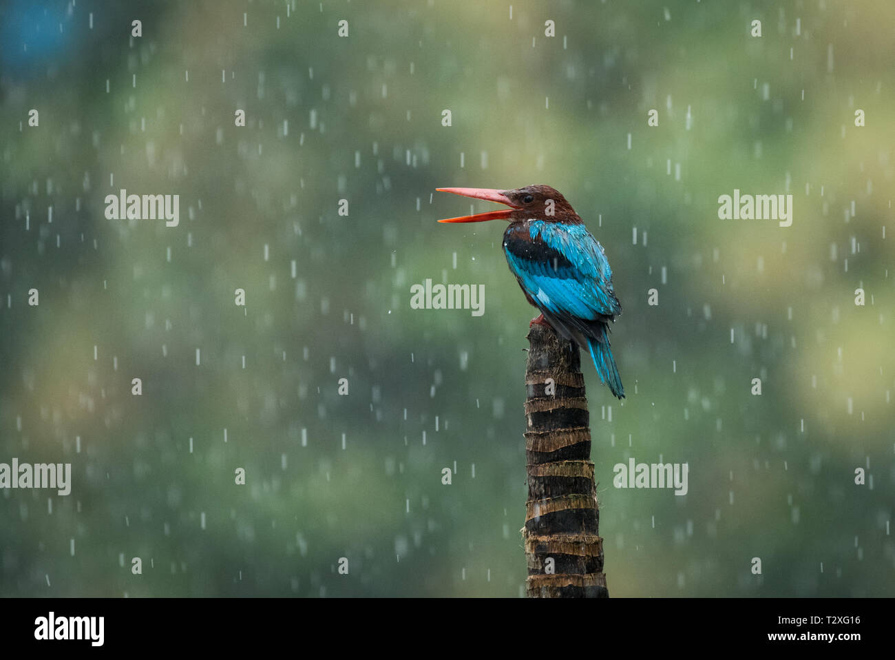 Kingfisher perching on branch Stock Photo