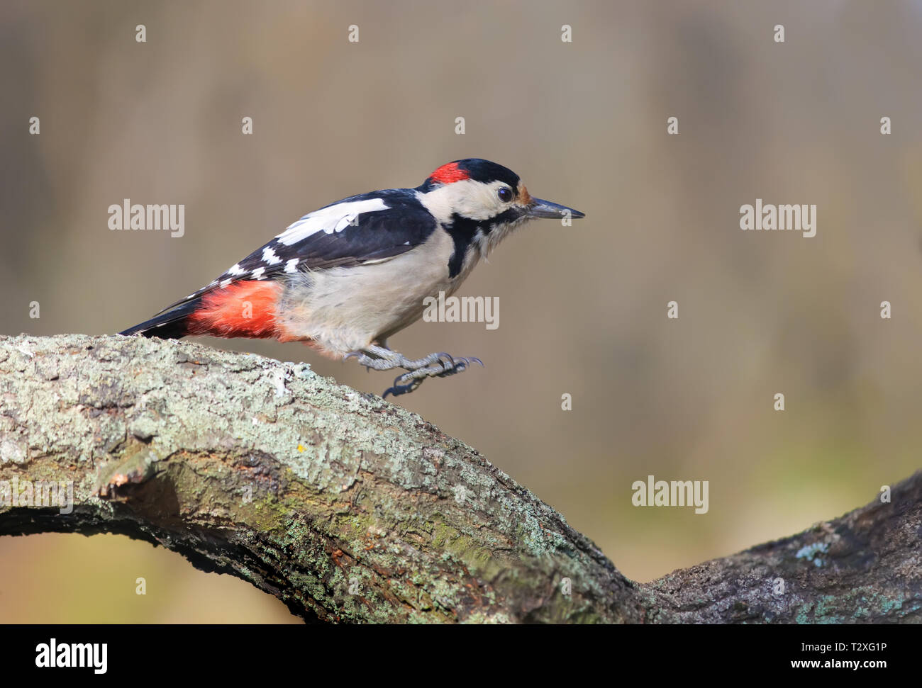 Male Syrian Woodpecker jumping at old lichen branch Stock Photo