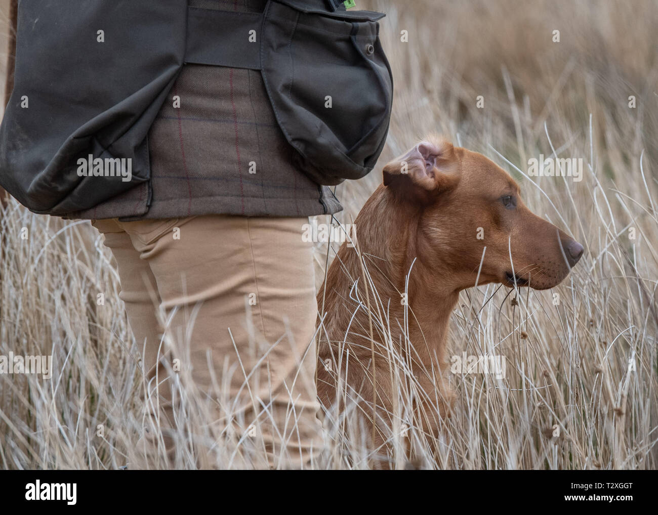 Working Gundogs Stock Photo
