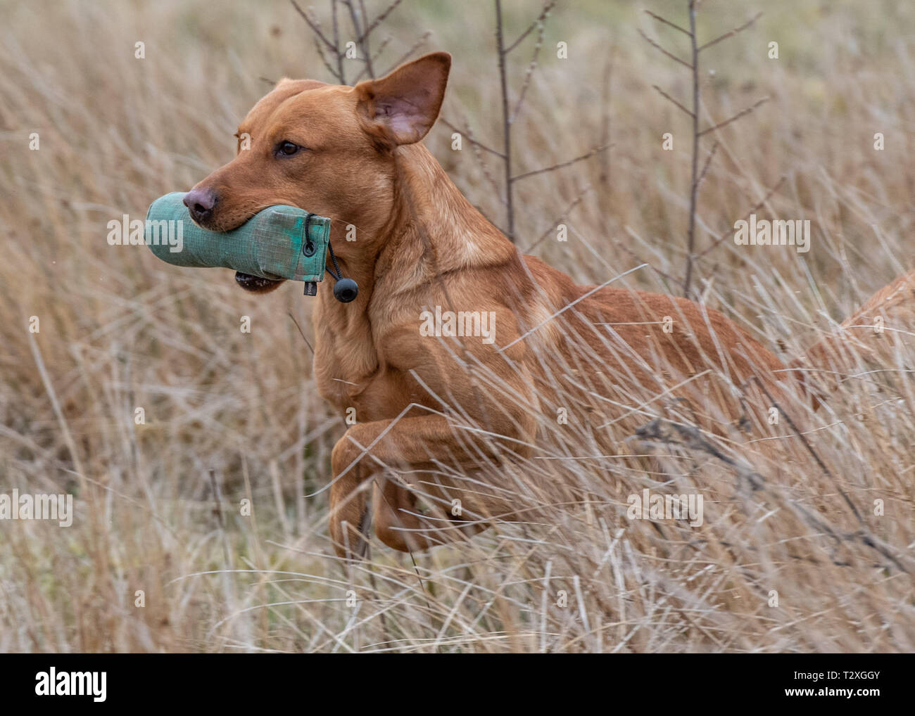 Working Gundogs Stock Photo