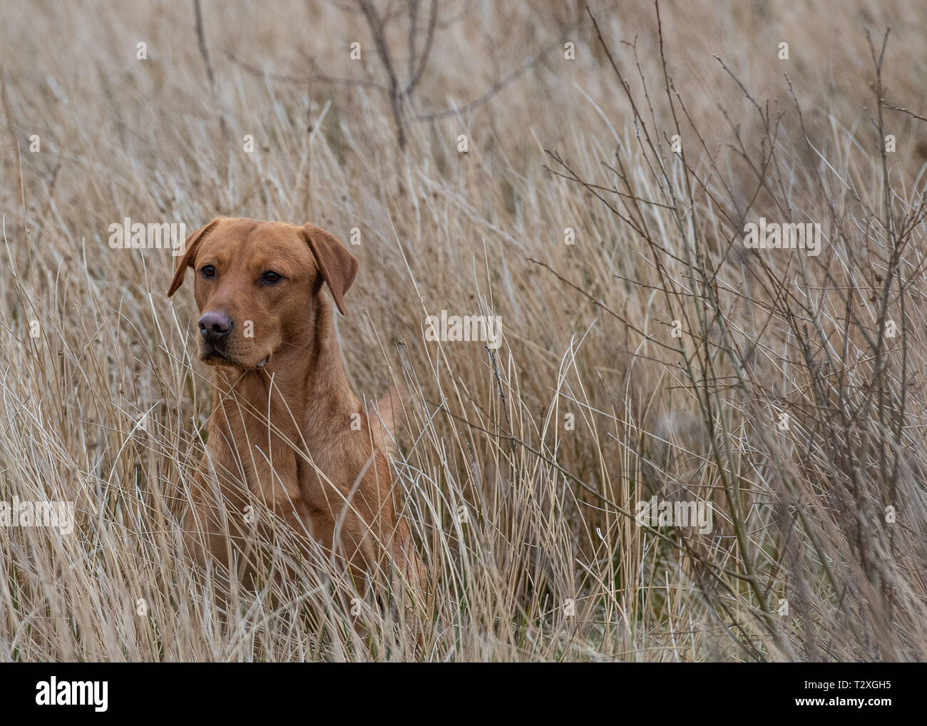 Working Gundogs Stock Photo