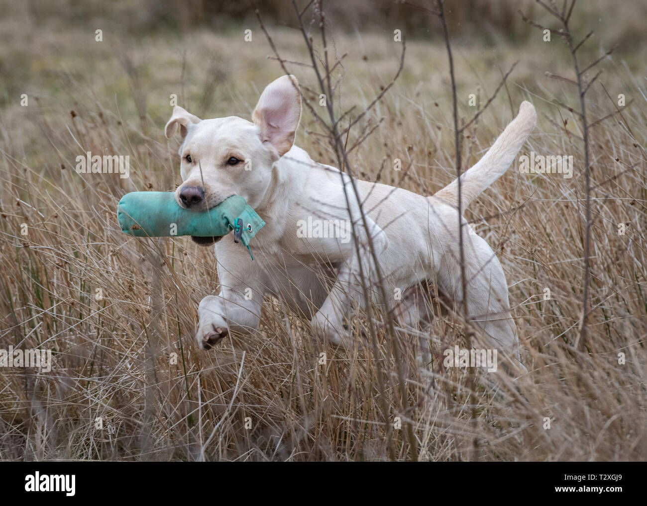 Working Gundogs Stock Photo