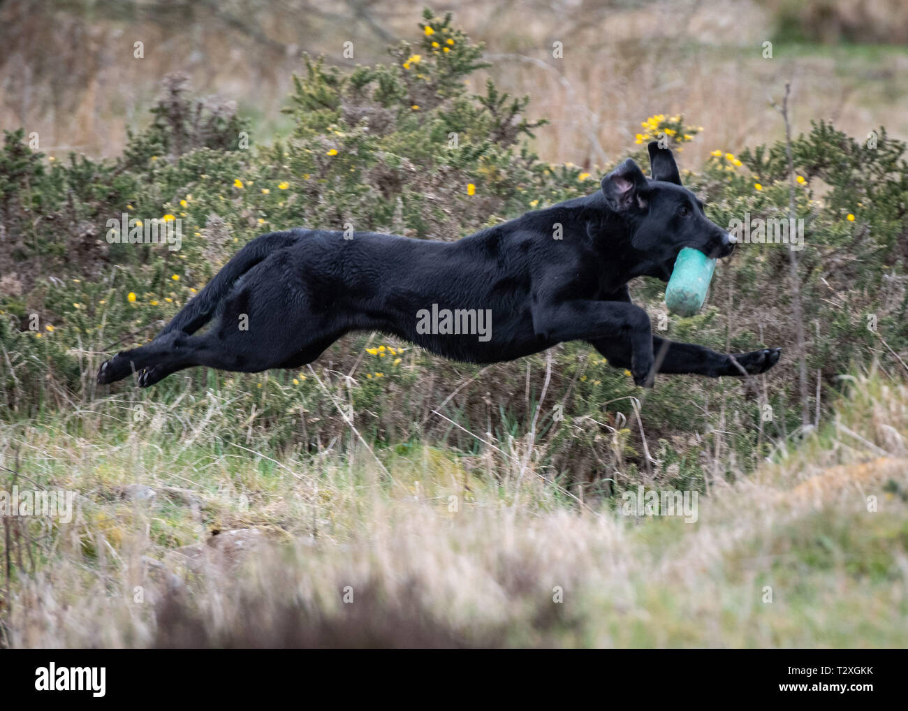 Working Gundogs Stock Photo