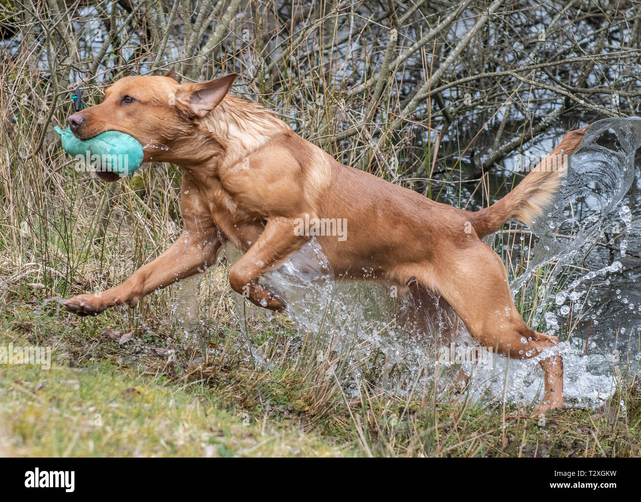 English red labrador puppies hi-res stock photography and images - Alamy