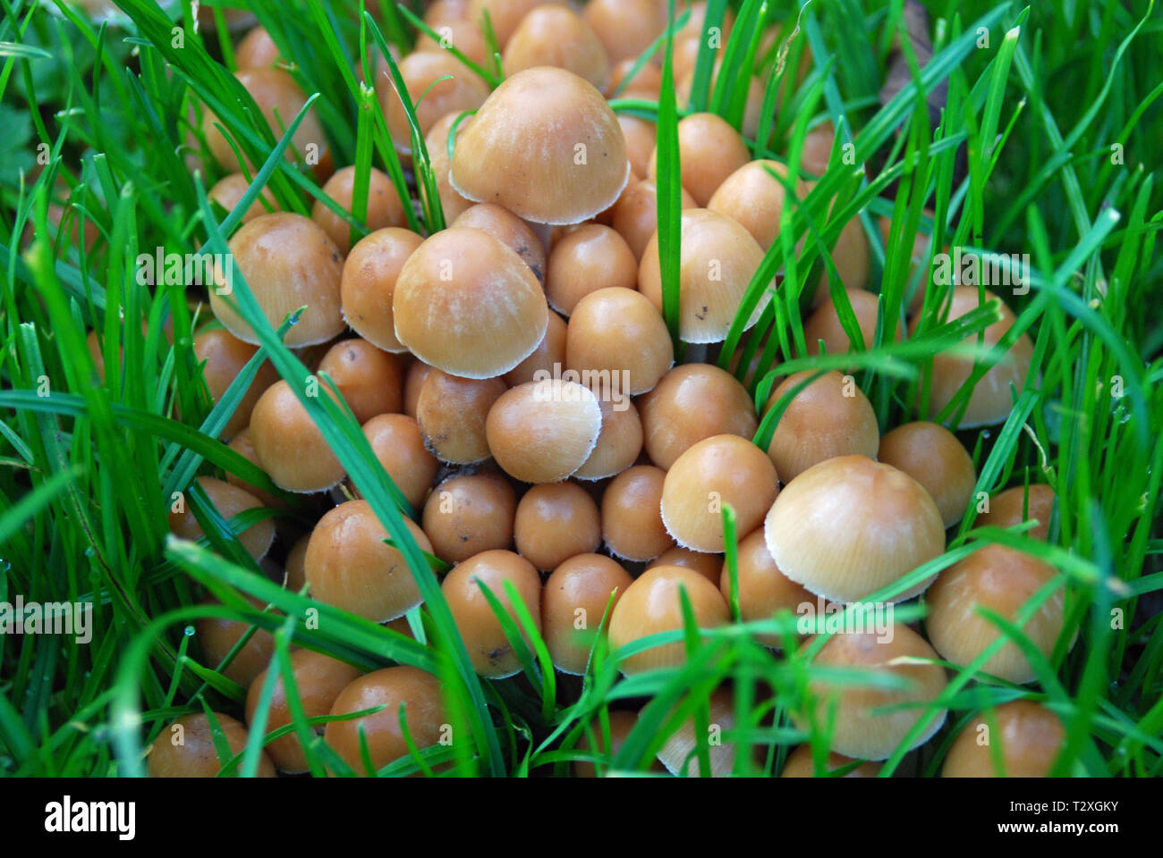 Don't eat the mushrooms Stock Photo Alamy