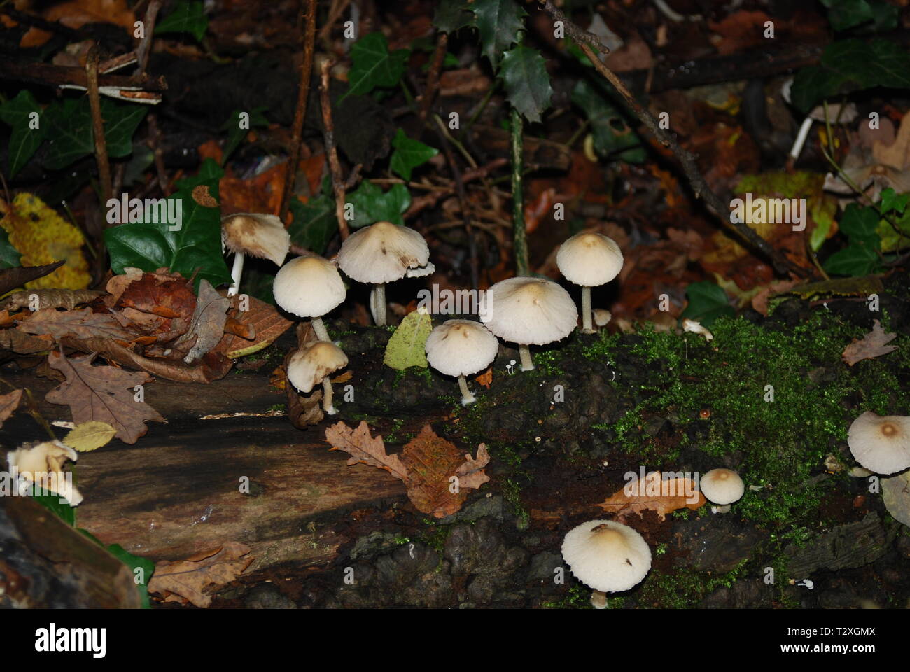 Don't eat the mushrooms Stock Photo Alamy