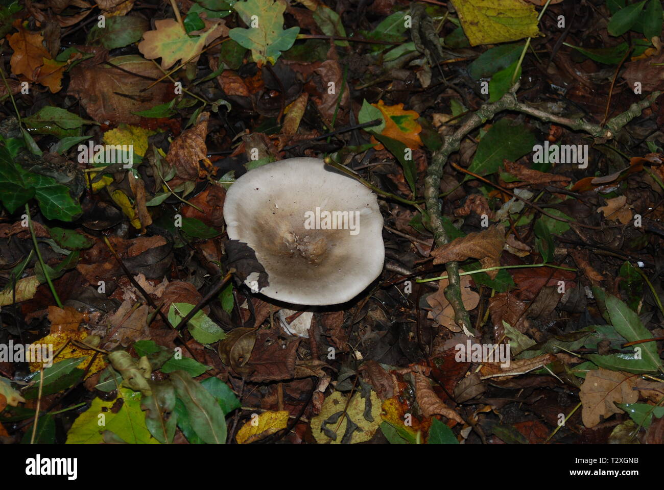 Don't eat the mushrooms Stock Photo Alamy