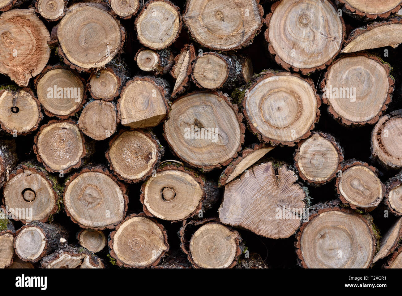 Wood texture. Background of wood cuts, round logs. Cross section of the tree Stock Photo