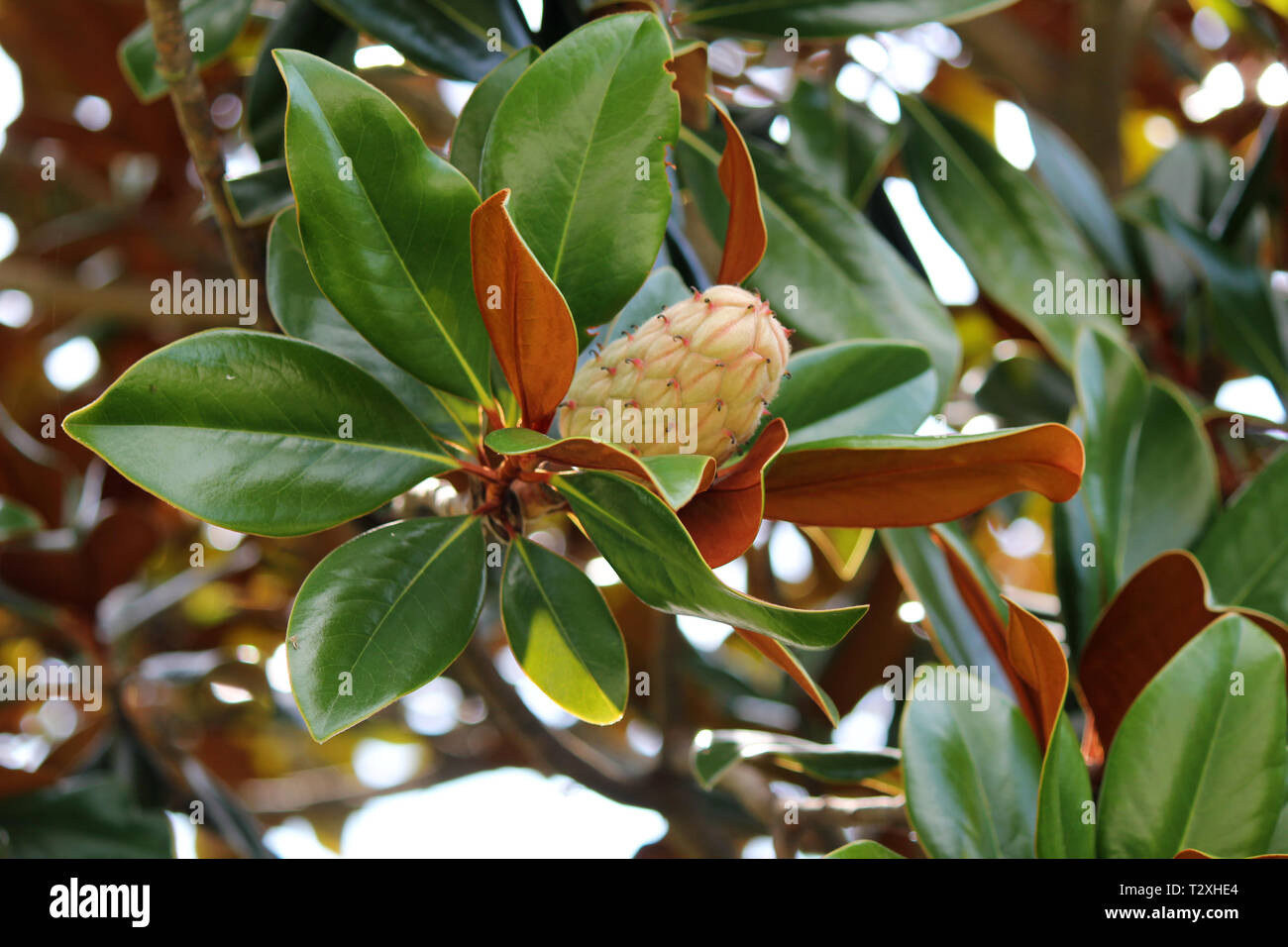Closeup of Magnolia Tree Cone Stock Photo