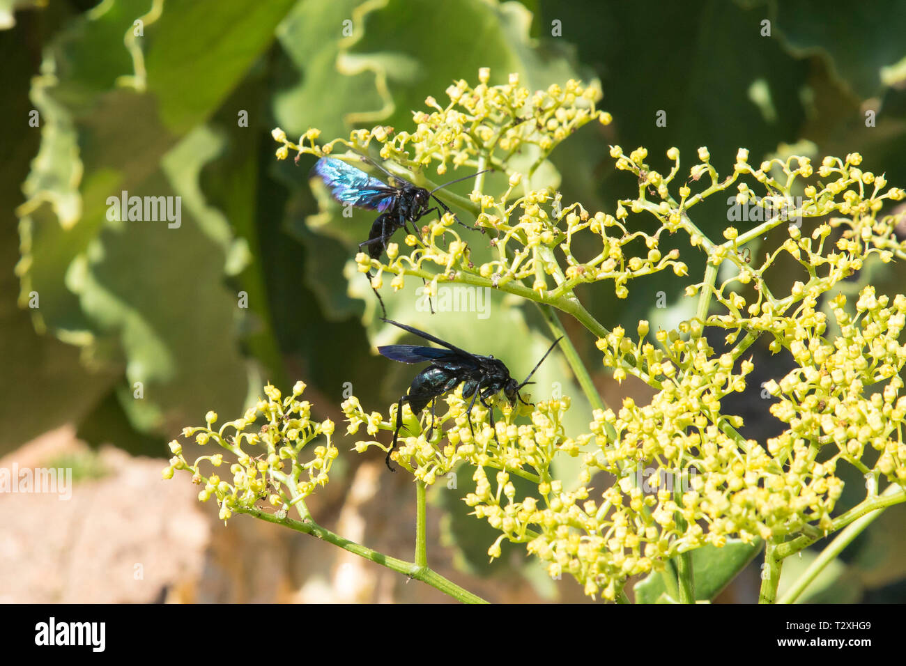 Giant Black Spider-hunting Wasp, Cyphononyx atropos, foraging nectar on  Namibian Grape tree flowers, Cyphostemma juttae, Western Cape,  South Africa Stock Photo